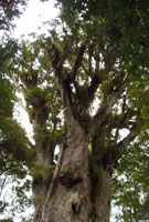 Father of the Forest
